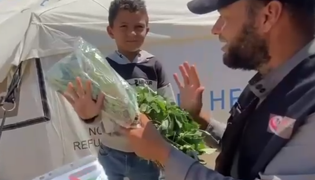 Fresh Mulukhiyah Distribution for Displaced Families in Gaza – A Generous Initiative from Oman